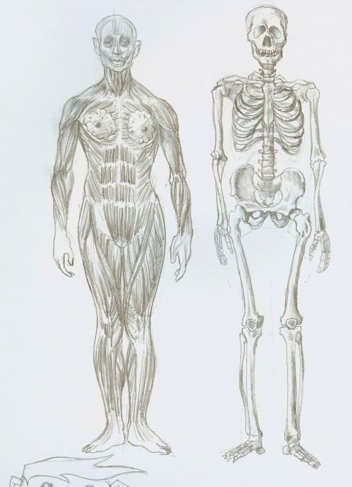 Anatomía | Pablogoonie's Blog | Página 2